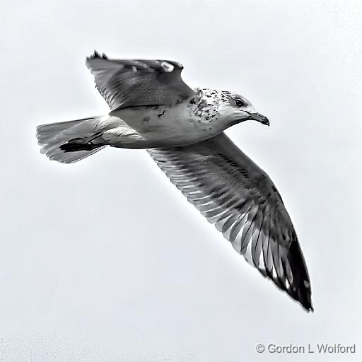 Gull In Flight_DSCF4690.jpg - Ring-billed Gull (Larus delawarensis) photographed along the Saint Lawrence Seaway at Brockville, Ontario, Canada.